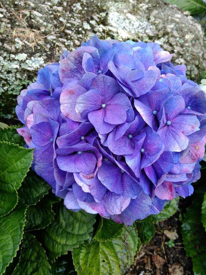 Spring Garden Ξενοδοχείο Kampong Kundassan Εξωτερικό φωτογραφία